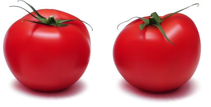 Realistic Fresh Tomato With Green Twig