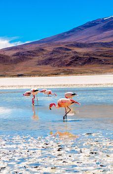 Flamingos at Colorado lagoon
