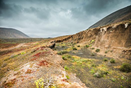 colorful plants on volcanic cliffy terrain in Lanzarote