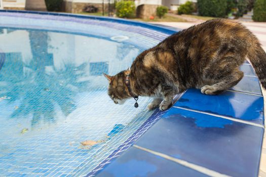 Cute cat drinking water from swimming pool
