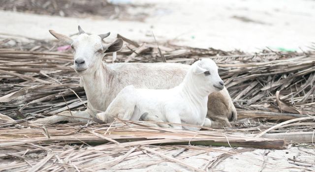 two white lambs lying on reed