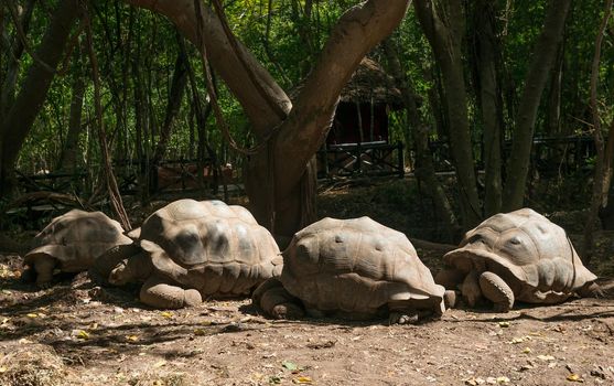 large turtle in tortoise island, Zanzibar