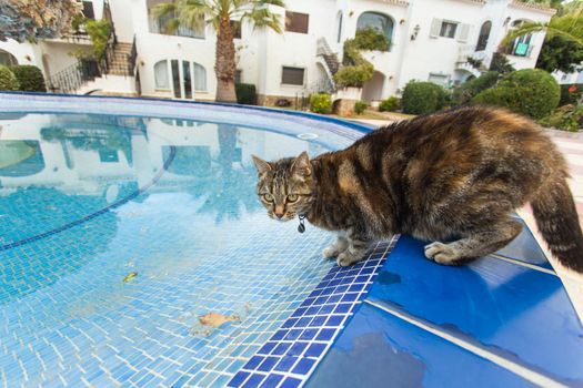 Cute cat drinking water from swimming pool