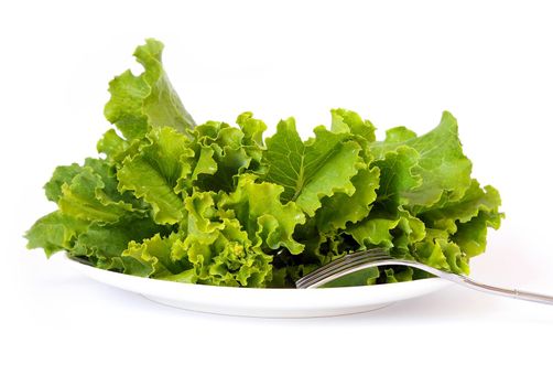 Lettuce on a white plate