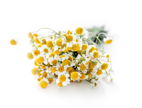 Dried branch of chamomile drug