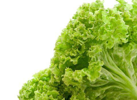 green leaves lettuce