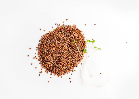 Mustard seed isolated on white background