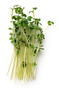 Bunch of micro green sprouts isolated on white background