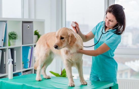 Golden retriever dog in veterinary clinic