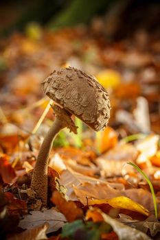 Old parasol mushroom