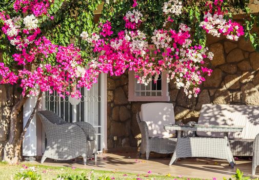 Beautiful pink and white begonville flowers on traditional summer house. Mediterranean plants in the garden.
