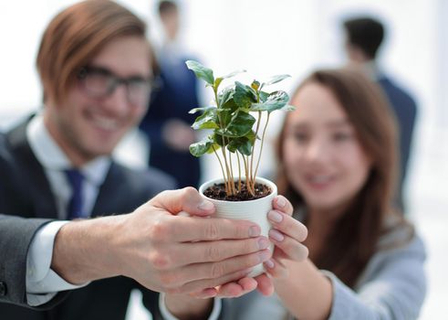 seedling in the hands of young business people