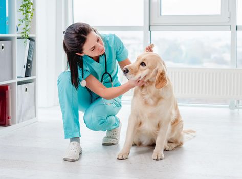 Examination of golden retriever dog by vet