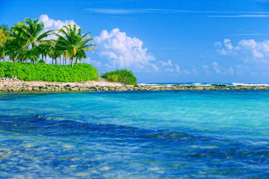 Palm trees on the shores of the perfect tropical sea. Only sea a