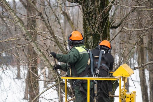 Spring pruning. Workers sawed off tree branches in the park