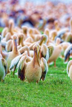 A flock of pelicans on Lake Nakuru. Kenya, a national park.