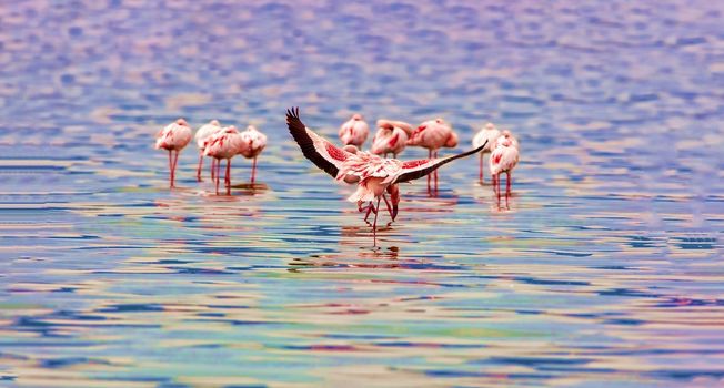 A variety of pink flamingos, Kenya national park.