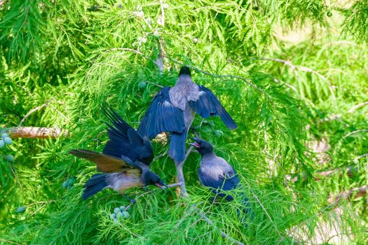 Crows quarrel among themselves.