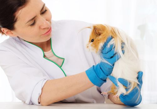 Vet examining guinea pig patient