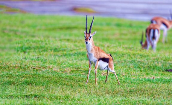 Kenya Wildlife, Tomashon's Gazelle or Tommy