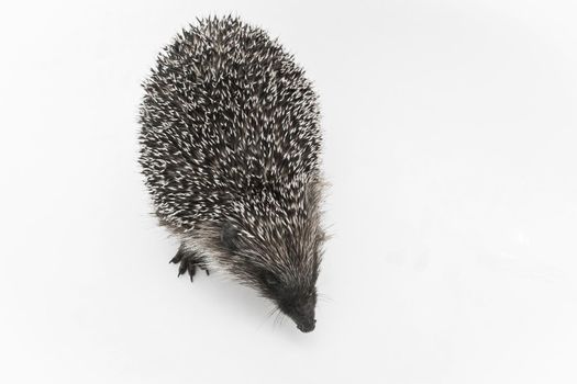 Hedgehog is a spiny animal of wild nature mammal on a white background