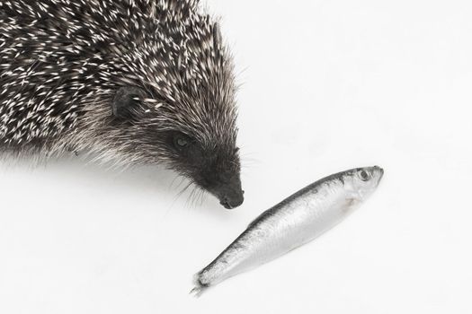 Hedgehog prickly animal of wild nature mammal eats fish on a white background