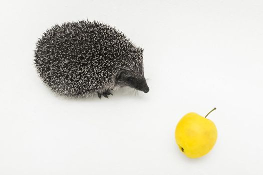 Hedgehog prickly animal of wild nature mammal eats apple on a white background