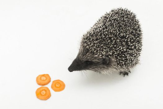 Hedgehog prickly animal of wild nature mammal eats carrots on a white background
