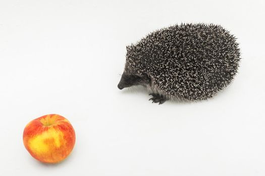 Hedgehog prickly animal of wild nature mammal eats apple on a white background