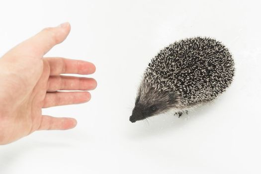 A man reaches out his hand to a hedgehog, a prickly animal of wild nature, a mammal on a white background