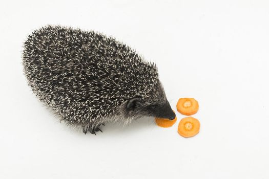 Hedgehog prickly animal of wild nature mammal eats carrots on a white background