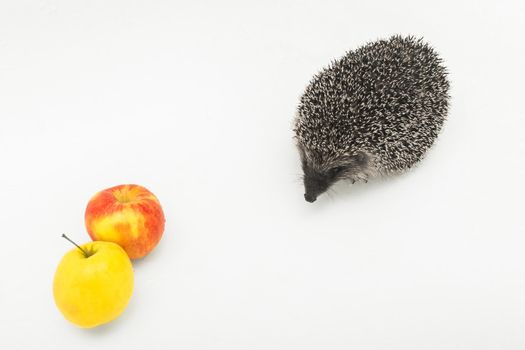 Hedgehog a prickly animal of wild nature mammal next to apples eats fruit on a white background
