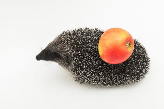 Hedgehog a spiny animal of wild nature mammal carries on its back with needles an apple on a white background