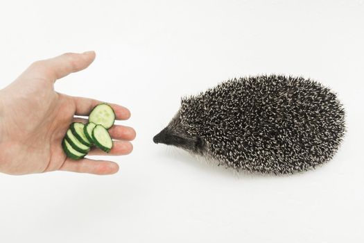 A man's hand hands a hedgehog to a prickly animal of wild nature a mammal with needles sliced cucumber on a white background