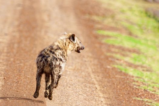Hyena runs along the road.