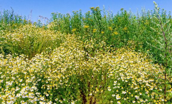Chamomile blooms in the field
