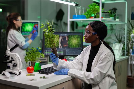 African american microbiologist researcher holding gmo sapling
