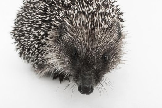 Hedgehog's muzzle prickly wild animal mammal close-up on white background