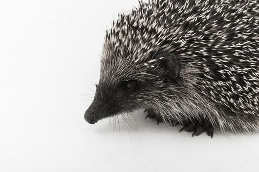 Hedgehog is a spiny animal of wild nature mammal on a white background