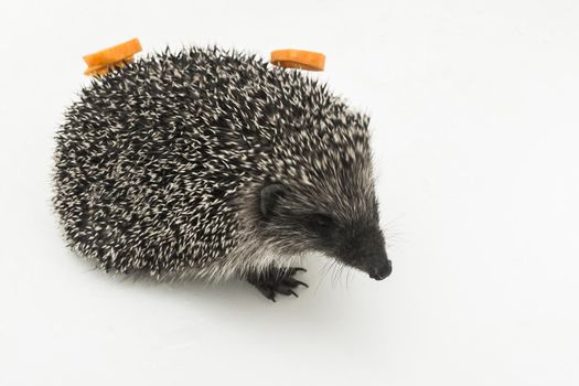Hedgehog a prickly animal mammal of wild nature carries carrots on its back with needles on a white background