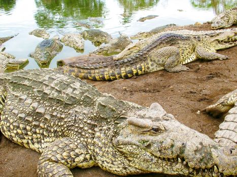 Huge crocodiles are lying on the ground.