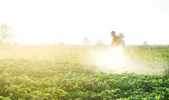 Farmer spraying plants with pesticides in the early morning. Agriculture and agribusiness, agricultural industry. The use of chemicals in agriculture. Protecting against insect and fungal infections.