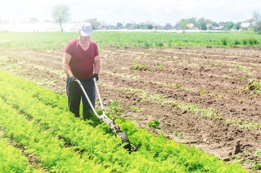 Farmer cultivates a carrot plantation. Cultivating soil. Loosening earth to improve access water and air to roots of plants. Removing weeds and grass. Crop care. Farming agricultural industry