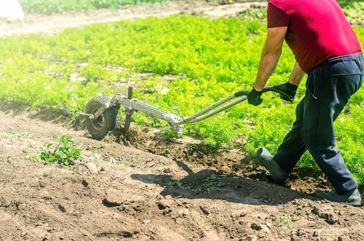 Farmer cultivates a carrot plantation. Cultivating soil. Removing weeds and grass. Loosening earth to improve access water and air to roots of plants. Crop care. Farming agricultural industry