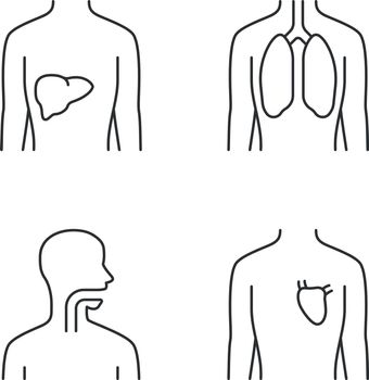 Healthy human organs linear icons set. Liver and lungs in good health. Functioning heart. Wholesome throat. Thin line contour symbols. Isolated vector outline illustrations. Editable stroke
