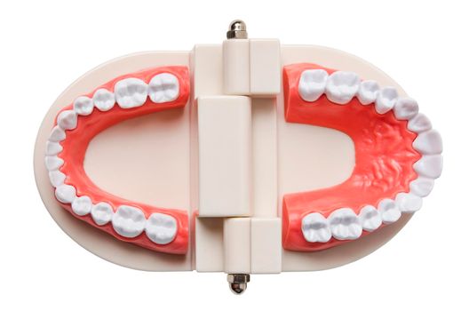 Teeth model isolated on white background.