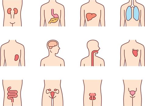Healthy human organs color icons set. Throat and lungs in good health. Functioning heart and urinary bladder. Wholesome liver. Internal body parts in good shape. Isolated vector illustrations