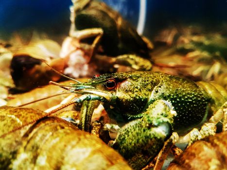 close up. crayfish in a spacious aquarium.