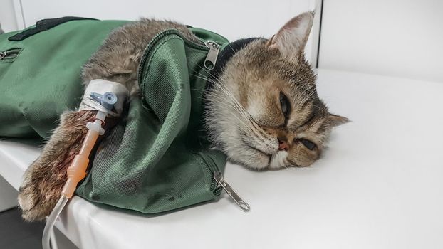sick cat lying on the surgical table in the hospital