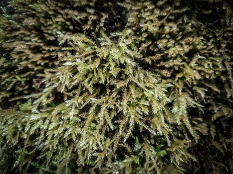 close up. a fluffy carpet of green moss .